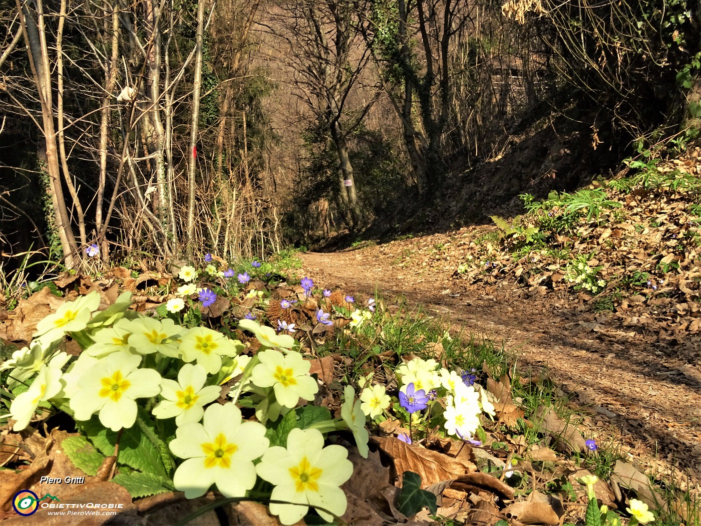 17 Primula vulgaris e Hepatica nobilis.JPG